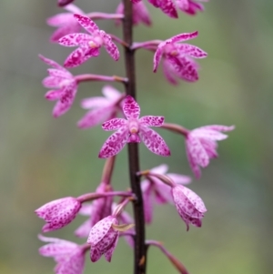 Dipodium punctatum at Mount Ainslie - 15 Jan 2024