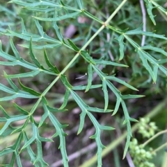 Polyscias sambucifolia subsp. Bipinnate leaves (J.H.Ross 3967) Vic. Herbarium (Ferny Panax) at Termeil, NSW - 9 Dec 2023 by Tapirlord