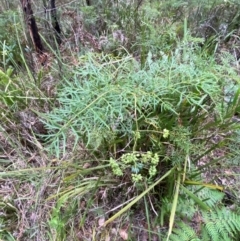 Polyscias sambucifolia subsp. Bipinnate leaves (J.H.Ross 3967) Vic. Herbarium at Meroo National Park - 9 Dec 2023 06:24 PM