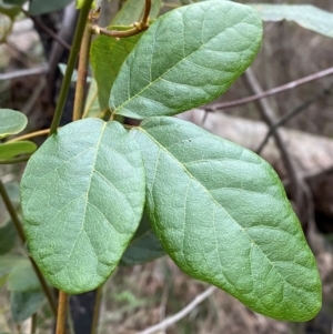 Kennedia rubicunda at Meroo National Park - 9 Dec 2023