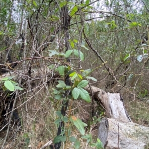 Kennedia rubicunda at Meroo National Park - 9 Dec 2023