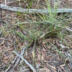 Xanthorrhoea concava (Grass Tree) at Termeil, NSW - 9 Dec 2023 by Tapirlord