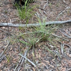 Xanthorrhoea concava at Meroo National Park - 9 Dec 2023