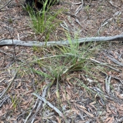Xanthorrhoea concava at Meroo National Park - suppressed