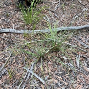 Xanthorrhoea concava at Meroo National Park - 9 Dec 2023