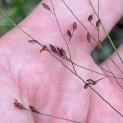 Panicum simile (Hairy Panic) at Termeil, NSW - 9 Dec 2023 by Tapirlord