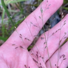 Panicum simile at Meroo National Park - 9 Dec 2023 05:46 PM