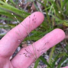 Panicum simile at Meroo National Park - 9 Dec 2023