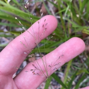 Panicum simile at Meroo National Park - 9 Dec 2023