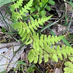 Histiopteris incisa (Bat's-Wing Fern) at Bawley Point, NSW - 9 Dec 2023 by Tapirlord