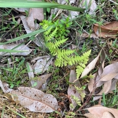 Histiopteris incisa at Meroo National Park - 9 Dec 2023