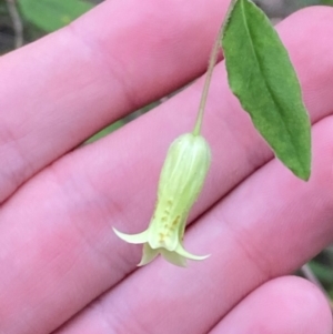 Billardiera mutabilis at Meroo National Park - 9 Dec 2023 05:43 PM