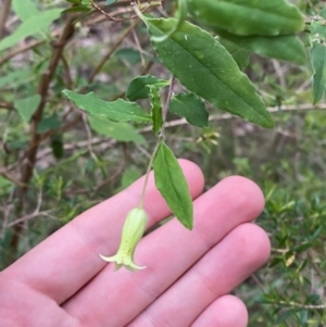 Billardiera mutabilis at Meroo National Park - 9 Dec 2023 05:43 PM