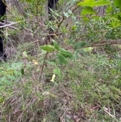 Billardiera mutabilis at Meroo National Park - 9 Dec 2023