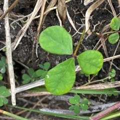 Pullenia gunnii (A Tick-Trefoil) at Bawley Point, NSW - 9 Dec 2023 by Tapirlord