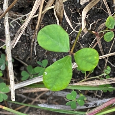 Pullenia gunnii (A Tick-Trefoil) at Bawley Point, NSW - 9 Dec 2023 by Tapirlord