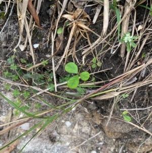 Pullenia gunnii at Meroo National Park - 9 Dec 2023 05:35 PM