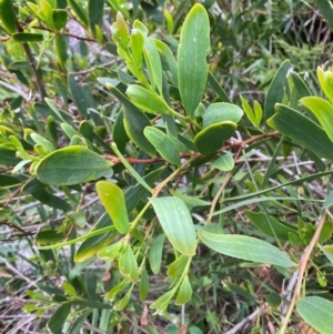 Acacia longifolia subsp. sophorae at Meroo National Park - 9 Dec 2023