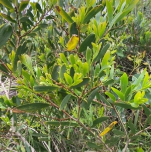 Acacia longifolia subsp. sophorae at Meroo National Park - 9 Dec 2023