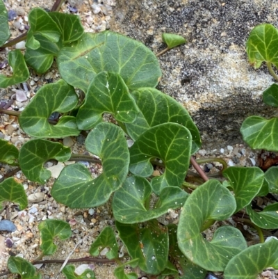 Calystegia soldanella (Sea Bindweed) at Bawley Point, NSW - 9 Dec 2023 by Tapirlord