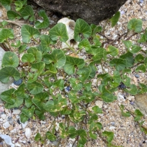 Calystegia soldanella at Meroo National Park - 9 Dec 2023