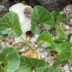 Calystegia soldanella at Meroo National Park - 9 Dec 2023