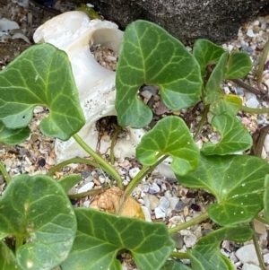 Calystegia soldanella at Meroo National Park - 9 Dec 2023 05:33 PM