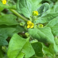 Tetragonia tetragonoides (Native Spinach, New Zealand Spinach) at Bawley Point, NSW - 9 Dec 2023 by Tapirlord