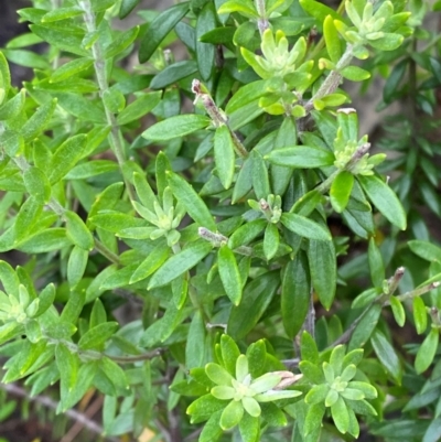Westringia fruticosa (Native Rosemary) at Meroo National Park - 9 Dec 2023 by Tapirlord