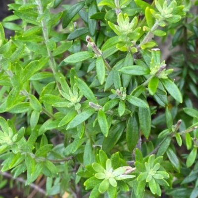 Westringia fruticosa (Native Rosemary) at Bawley Point, NSW - 9 Dec 2023 by Tapirlord