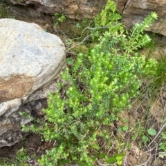 Westringia fruticosa at Meroo National Park - 9 Dec 2023