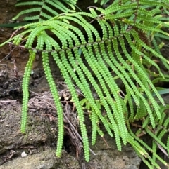 Gleichenia rupestris (Scrambling Coral Fern) at Bawley Point, NSW - 9 Dec 2023 by Tapirlord