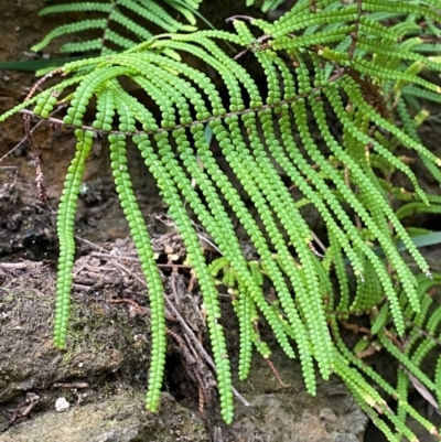 Gleichenia rupestris (Scrambling Coral Fern) at Meroo National Park - 9 Dec 2023 by Tapirlord