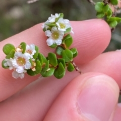 Baeckea imbricata (Coastal Baeckea, Heath Myrtle) at Bawley Point, NSW - 9 Dec 2023 by Tapirlord