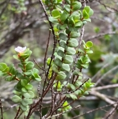 Baeckea imbricata at Meroo National Park - 9 Dec 2023