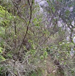Baeckea imbricata at Meroo National Park - 9 Dec 2023