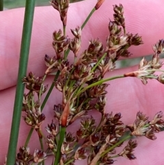 Juncus kraussii subsp. australiensis (Sea Rush) at Bawley Point, NSW - 9 Dec 2023 by Tapirlord