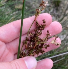 Juncus kraussii subsp. australiensis at Meroo National Park - 9 Dec 2023