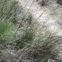 Juncus kraussii subsp. australiensis at Meroo National Park - 9 Dec 2023