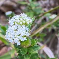 Platysace lanceolata (Shrubby Platysace) at Bawley Point, NSW - 9 Dec 2023 by Tapirlord