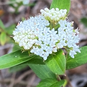 Platysace lanceolata at Meroo National Park - 9 Dec 2023