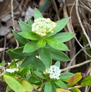 Platysace lanceolata at Meroo National Park - 9 Dec 2023