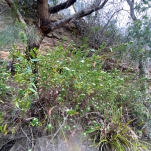 Platysace lanceolata at Meroo National Park - 9 Dec 2023