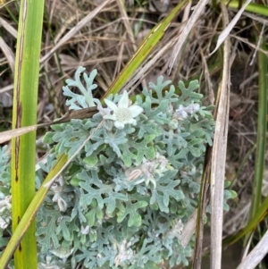 Actinotus helianthi at Meroo National Park - suppressed