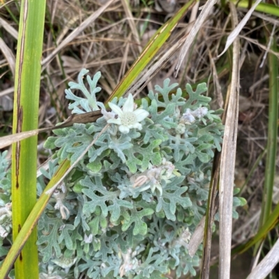 Actinotus helianthi (Flannel Flower) at Bawley Point, NSW - 9 Dec 2023 by Tapirlord