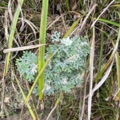 Actinotus helianthi at Meroo National Park - suppressed