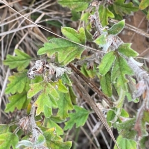 Xanthosia pilosa at Meroo National Park - 9 Dec 2023 05:23 PM