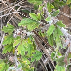 Xanthosia pilosa at Meroo National Park - 9 Dec 2023