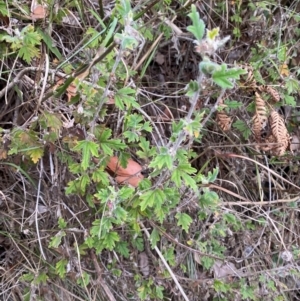 Xanthosia pilosa at Meroo National Park - 9 Dec 2023 05:23 PM