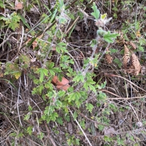 Xanthosia pilosa at Meroo National Park - 9 Dec 2023